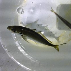 アナゴとコウイカ